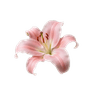 Ảnh hồ sơ của laura